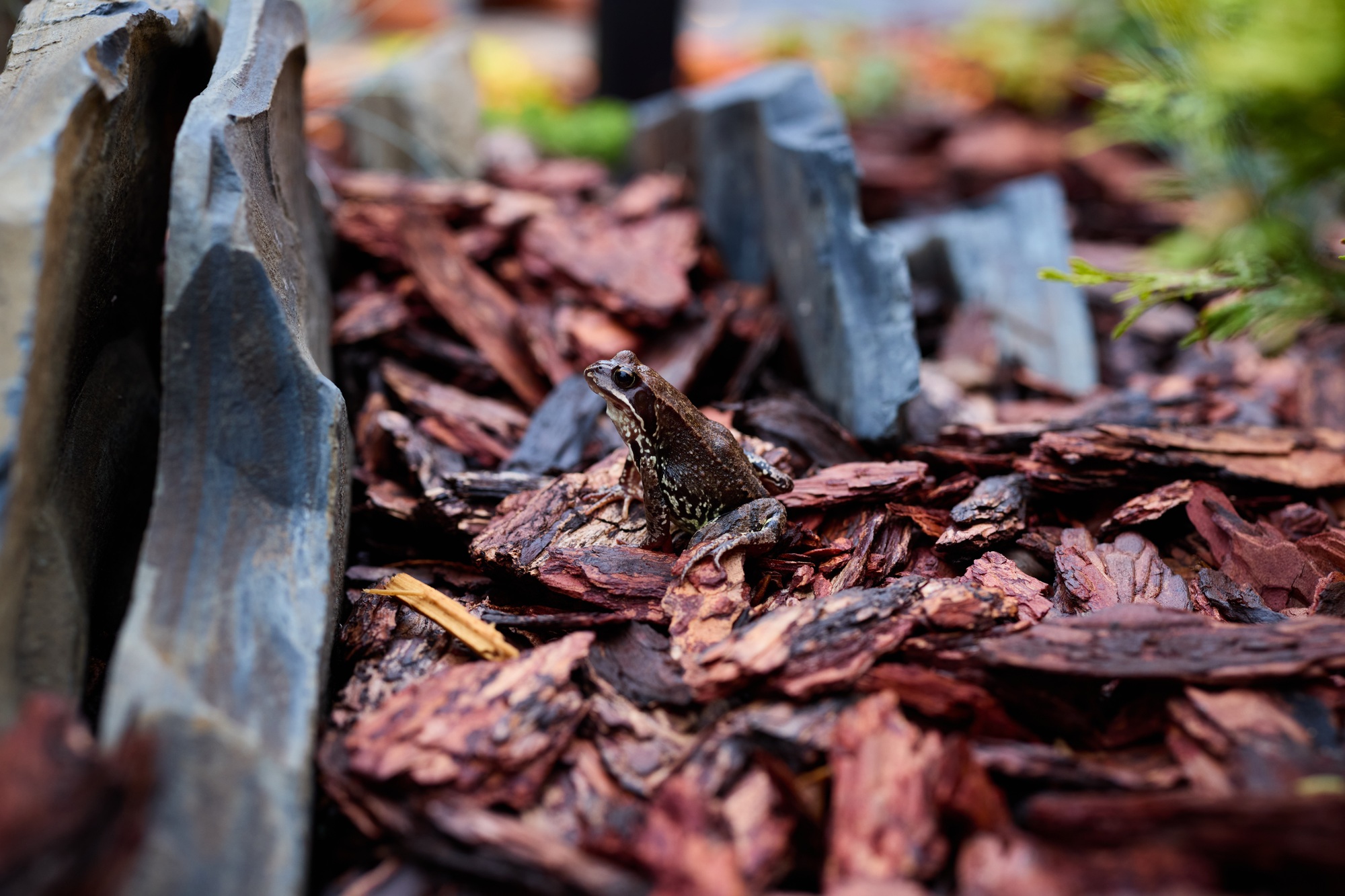 A Frog Expertly Camouflaged Among Garden Mulch, Pebbles, and Various Stones Found There