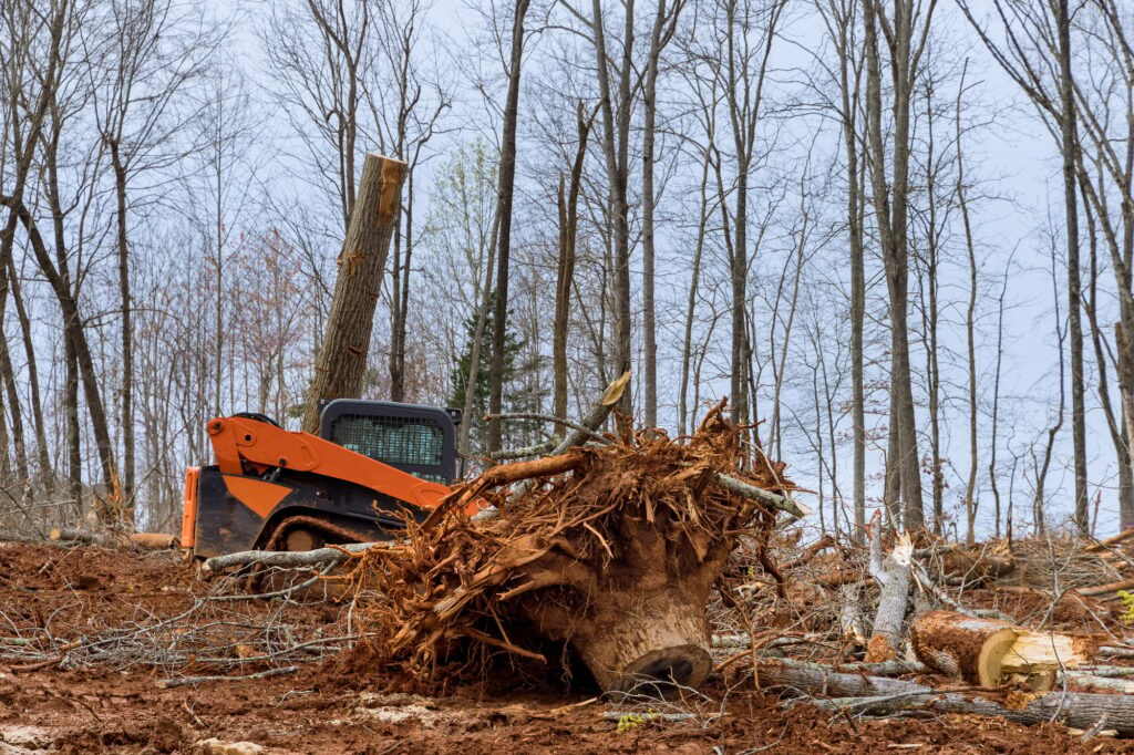 Freshly cut trees for residential construction in backhoe clearing forest on land clearing