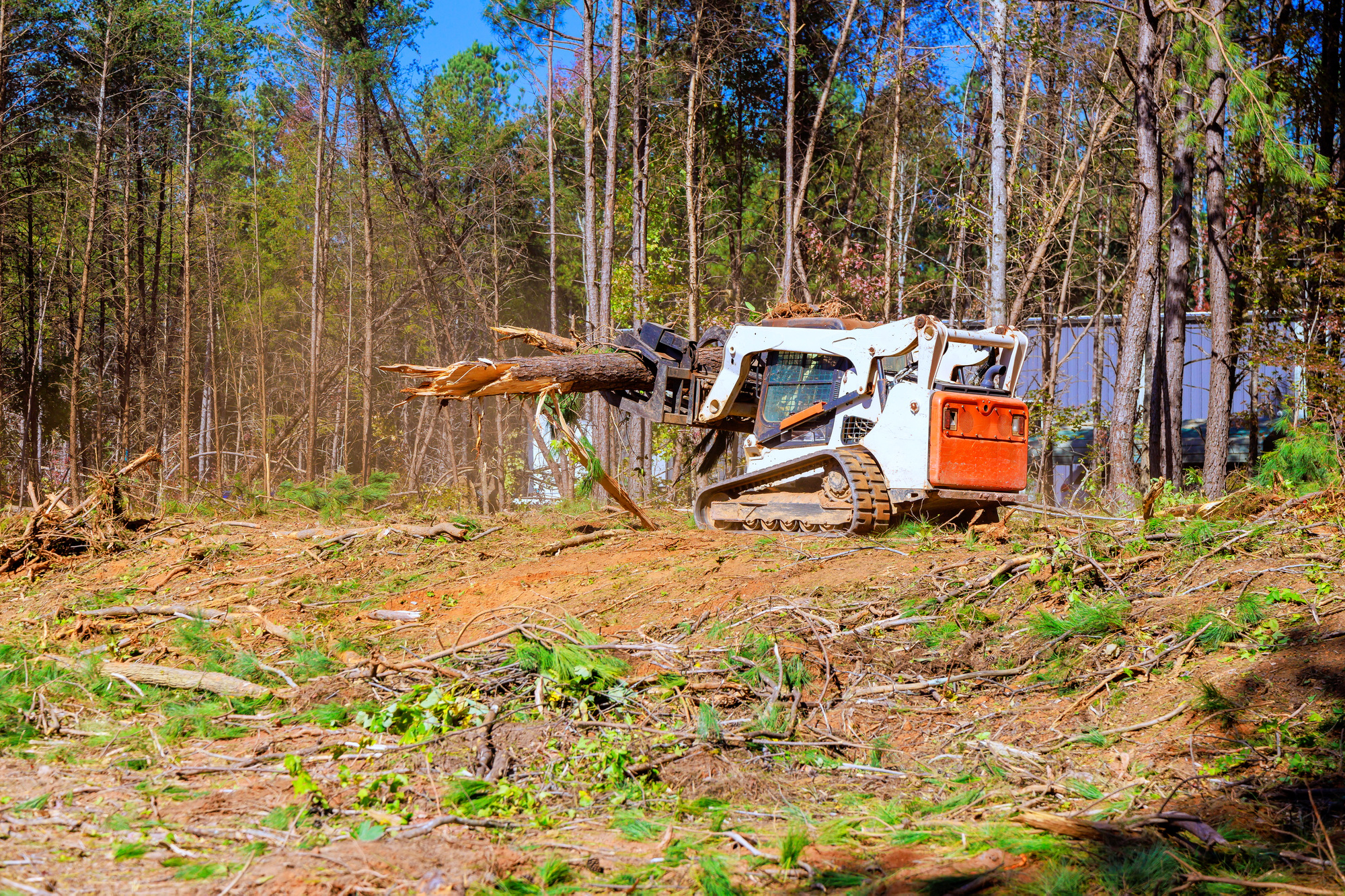 Trees are uprooted when a to prepare land for construction